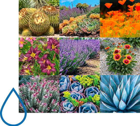 plants that do not require much water