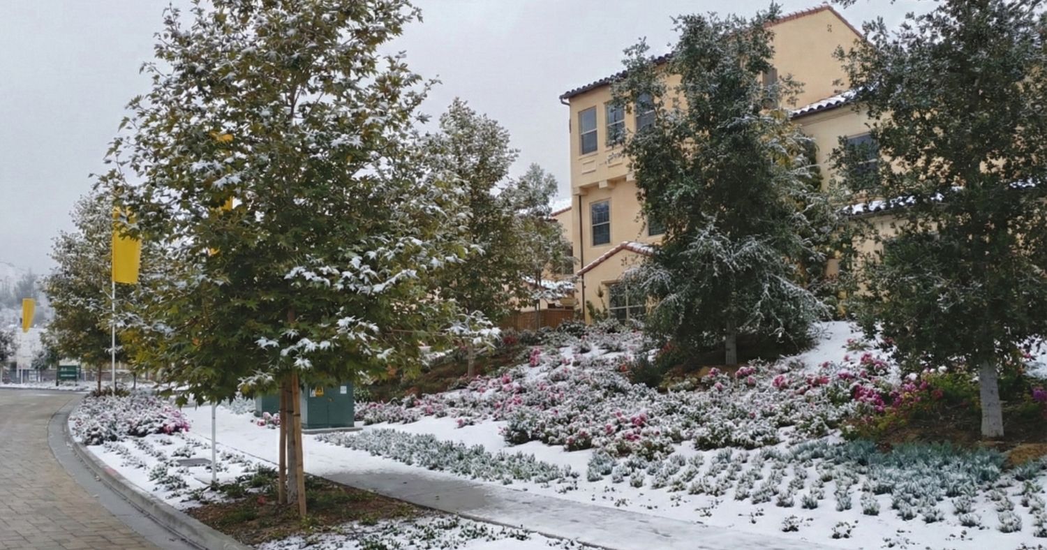 Looking Ahead Softly: How Winter Landscapes in San Diego Prepare for Spring